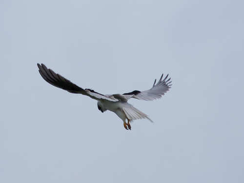 Black-shouldered Kite