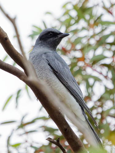 Black-faced Cuckooshrike