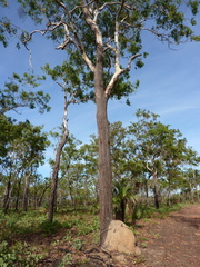 Eucalyptus miniata