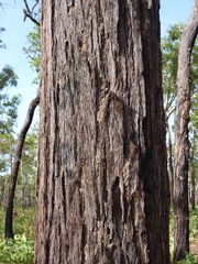 Eucalyptus miniata