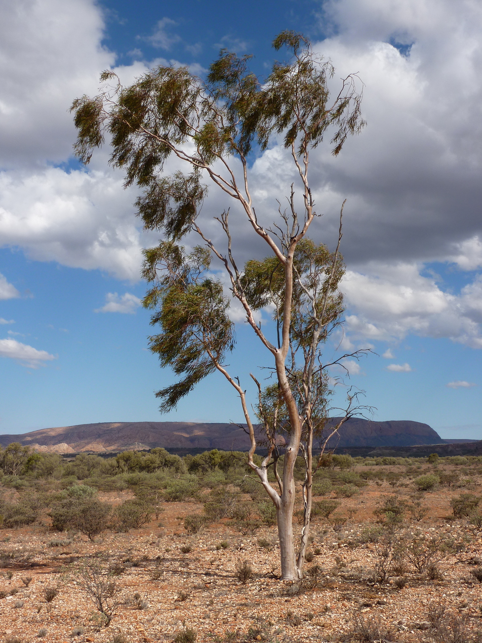 Eucalyptus thozetiana