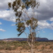Eucalyptus thozetiana - Photo (c) Dean Nicolle, alguns direitos reservados (CC BY-NC), uploaded by Dean Nicolle