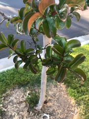 Fraxinus