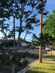 Fraxinus