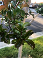 Magnoliopsida