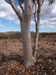 Eucalyptus thozetiana