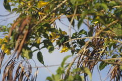 Cynanthus forficatus