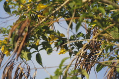 Cynanthus forficatus
