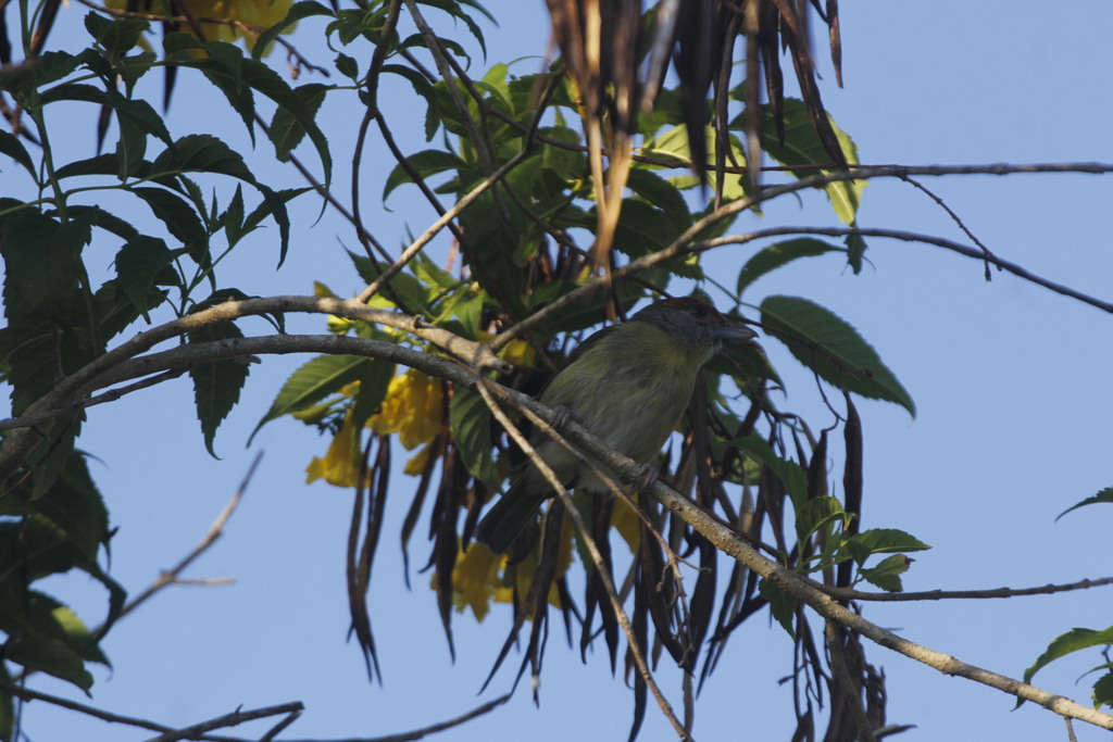 Rufous-browed Peppershrike (Cozumel I.)