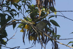 Cyclarhis gujanensis insularis