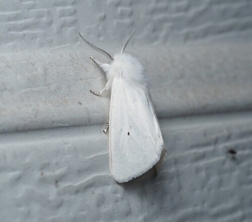 Virginian tiger moth