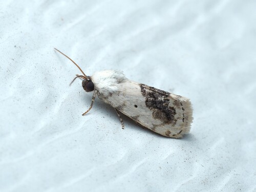 Small Bird-dropping Moth photo 6