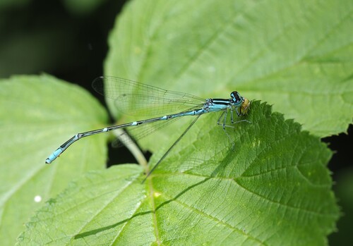 Stream Bluet photo 5