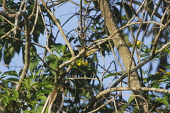 Coereba flaveola caboti