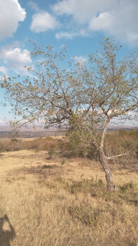 buffalo-thorn