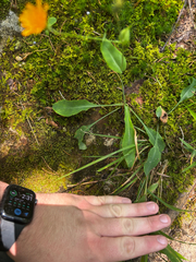 Krigia biflora, photograph (c) Chris Stahl, some rights reserved (CC BY)