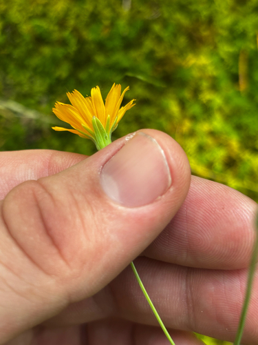 Krigia biflora, photograph 4