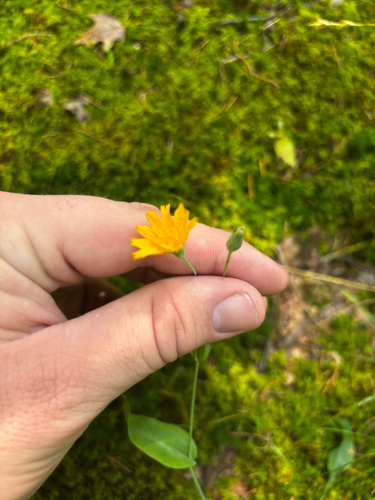 Krigia biflora, photograph 2