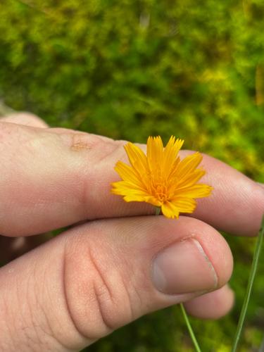 Krigia biflora, photograph 3