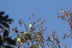 Myiarchus tuberculifer