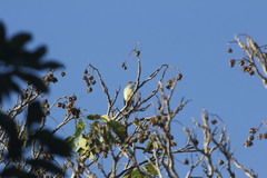 Myiarchus tuberculifer