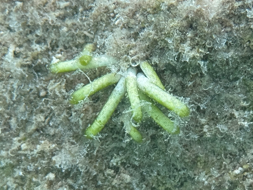 Neomeris annulata observed 2026-06-20