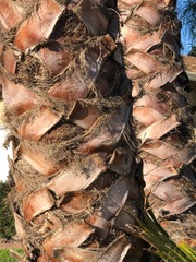 Arecaceae