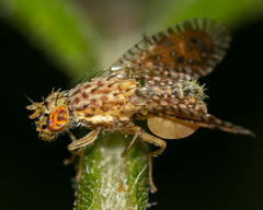 Paracantha cultaris