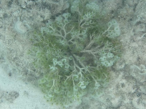 Cymopolia barbata observed 2026-06-20