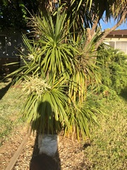 Arecaceae