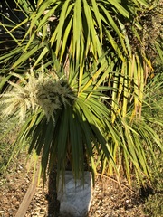 Arecaceae