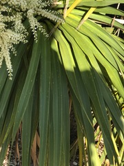 Arecaceae