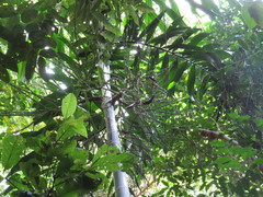 Ptychosperma macarthurii