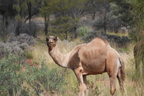 Dromedary Camel