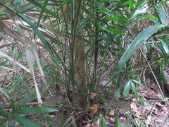 Ptychosperma macarthurii