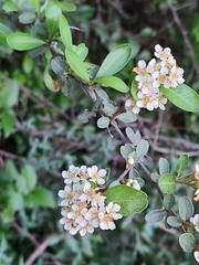 Pyracantha atalantoides