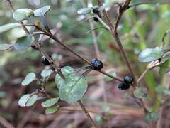 Coprosma spathulata spathulata