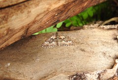 Xanthorhoe vacuaria