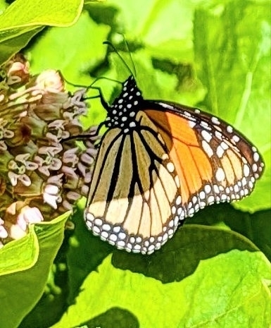 Monarch