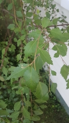 Plagianthus regius
