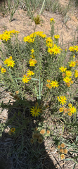 Heterotheca stenophylla, photograph (c) Emily Geest, some rights reserved (CC BY)
