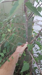 Plagianthus regius