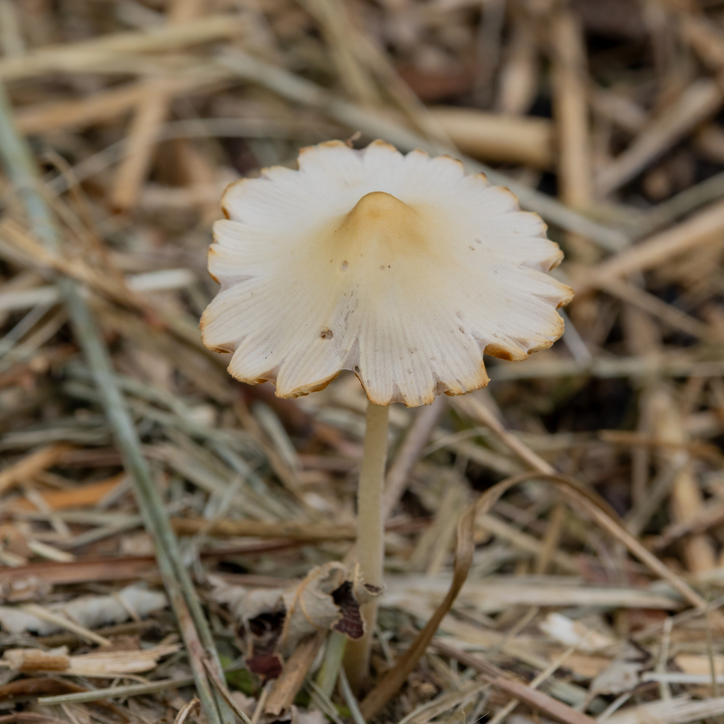 milky conecap · June 2026 · photo: Photo: (c) Dan Vickers, some rights reserved (CC BY) · iNaturalist