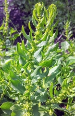Rumex obovatus