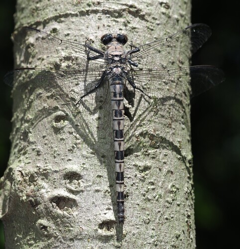 Gray Petaltail photo 5