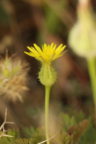 Urospermum picroides, photograph 5