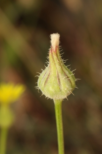 Urospermum picroides, photograph 6