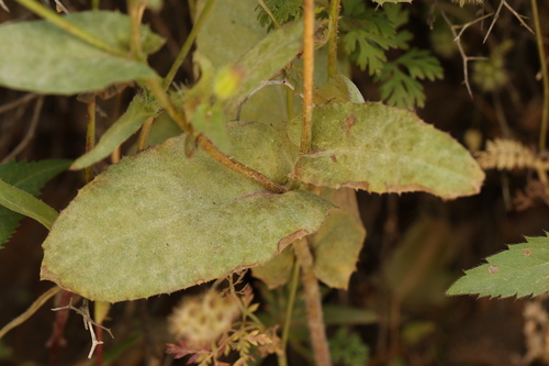 Urospermum picroides, photograph 3