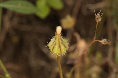 Urospermum picroides, photograph 4