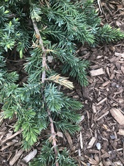 Pestalotiopsis funerea